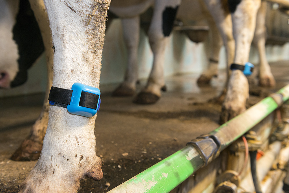 <strong>IceRobotics:</strong> Developing cutting-edge technology for the dairy industry