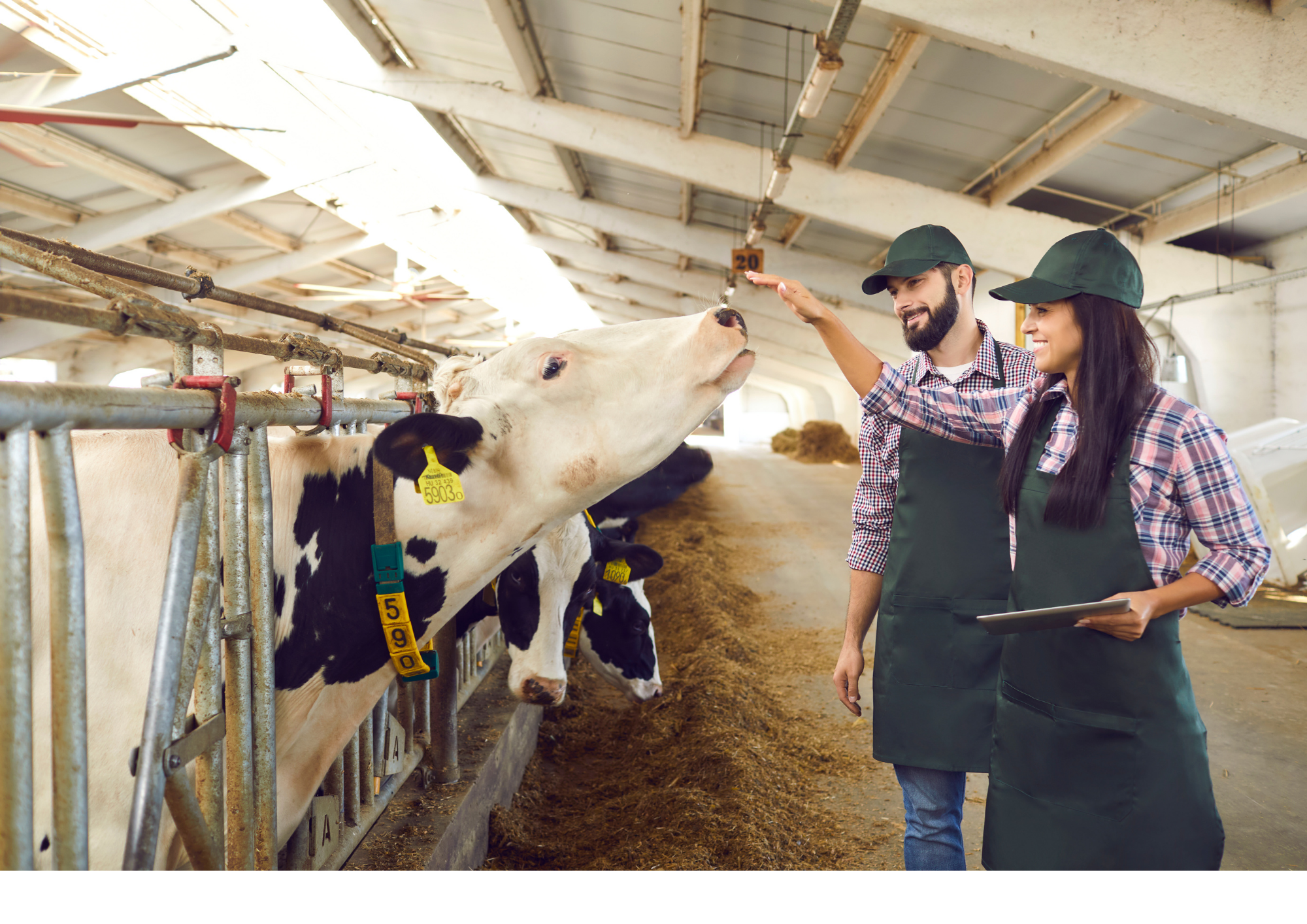 Livestock start-ups in the UK: A review of the innovation landscape
