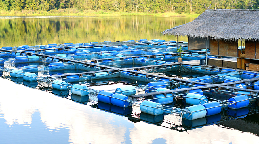 African Aquaculture: Challenges and opportunities