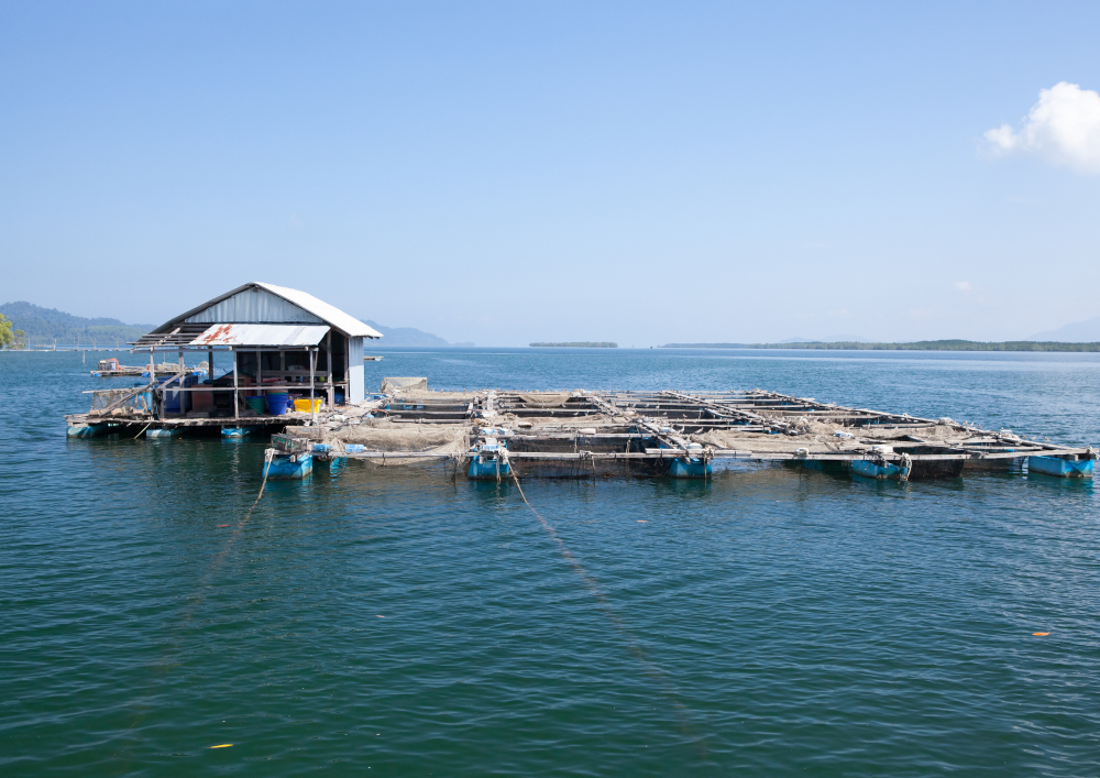 African Aquaculture: Challenges and Opportunities - event roundup and next steps
