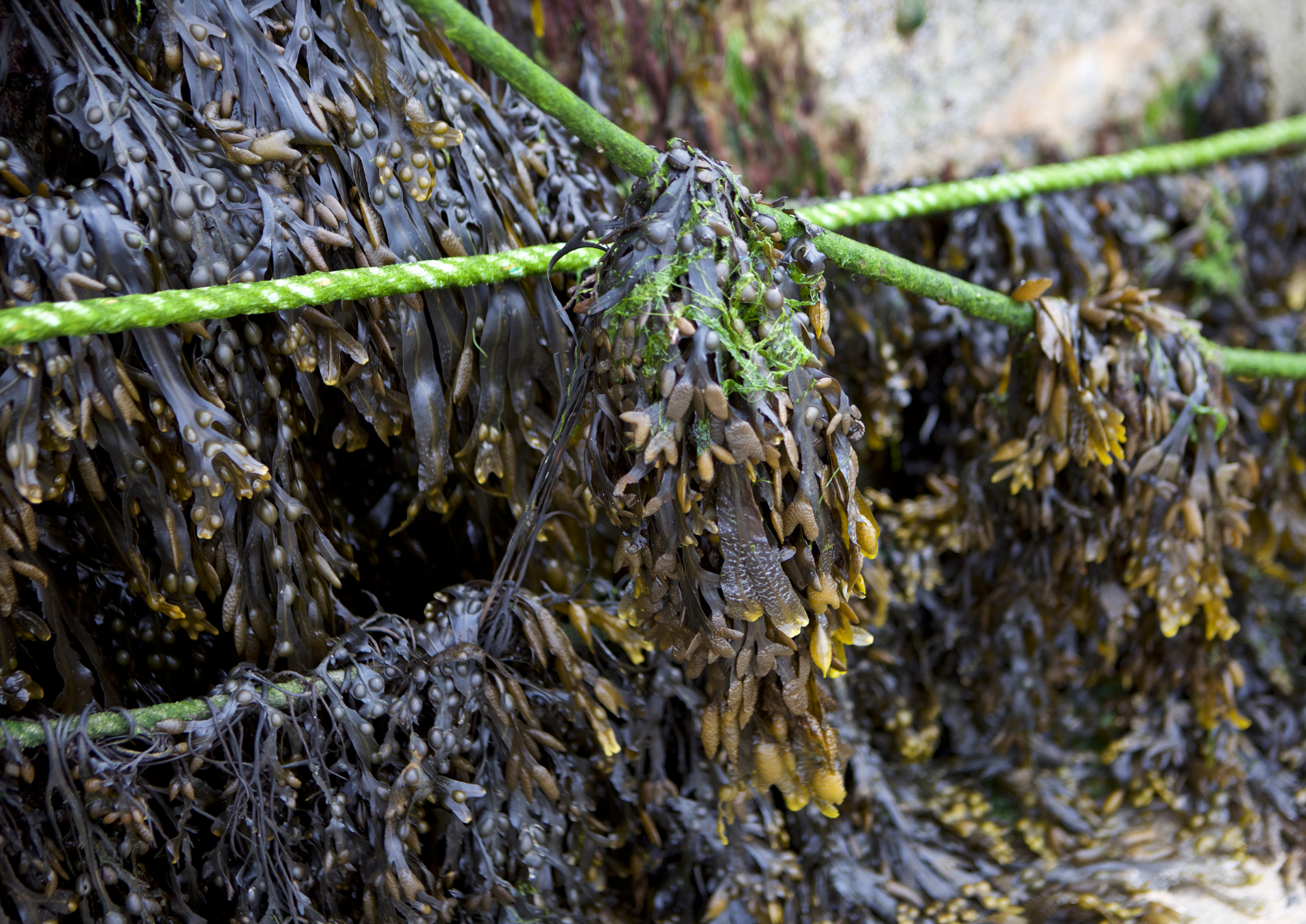 Can innovation unlock the potential of seaweed in the UK?